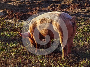 One farm pig grazing in pature