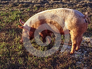 One farm pig grazing in pature