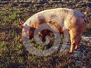 One farm pig grazing in pature photo