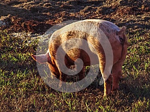 One farm pig grazing in pature photo
