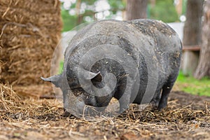 Black pig on green grass