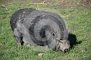 One fat dark black pig