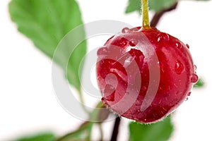 One felted cherry on the branch white background