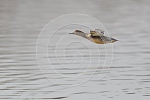 one female common teal (Anas crecca) in flight over water