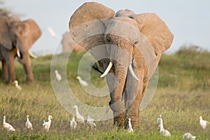 One female elephant grazing away from other elephants amongst egrets Amboseli Kenya