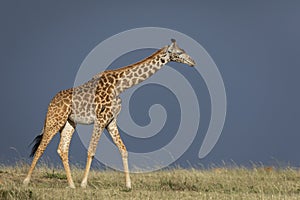 One female giraffe walking in sunshine with dark blue stormy clouds in Masai Mara in Kenya