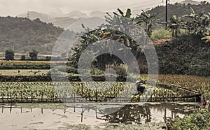 One female in hat working in rice paddy in dull cloudy weather