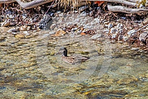 One female mallard duck in the river