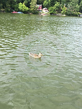 One Female Mallard Duck Swimming In A Lake