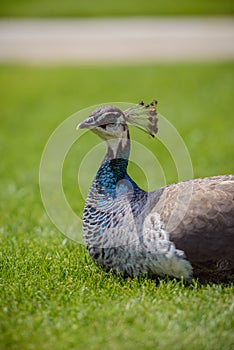 One Female Peacock in grass
