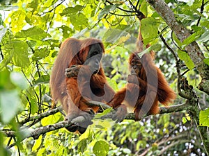 One Female Sumatran Orangutan, Pongo abelii, with cub sitting on a branch, Gunung Leuser National Park, Sumatra