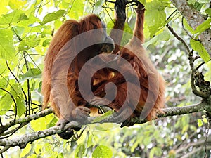 One Female Sumatran Orangutan, Pongo abelii, with cub sitting on a branch, Gunung Leuser National Park, Sumatra
