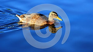 One female wild duck swimming and forage