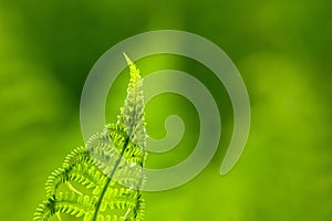 Green fern leaf tip photo