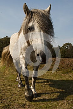 Nosey horse coming towards us