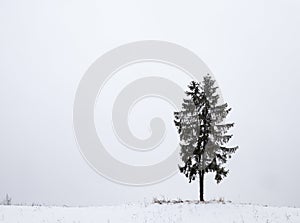 One fir covered snow