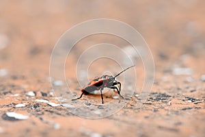 One firebug, Pyrrhocoris apterus on red granite