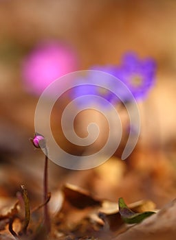 Hepatica nobilis - early spring beauties