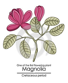 Uno de el primero floreciente planta sobre el La tierra magnolias 
