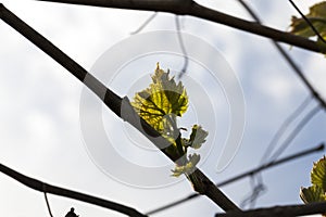 First leaves.