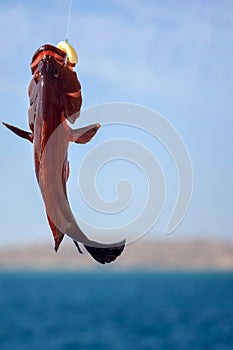 One fish caught in the sea on a hook with a fishing line. Fishing, yacht holidays. Fishing on Red Sea. Copy space. Close-up.