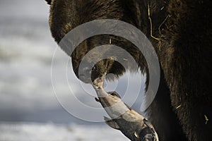 One fish sits all - Bear eating fish in mouth