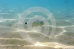 One fish in the water of the Aegean Sea against the backdrop of a sandy bottom. Underwater photo, selective focus.