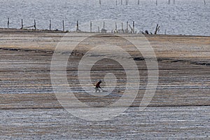 One fishman working on the black beach