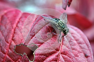 One flies on a autumn sheet