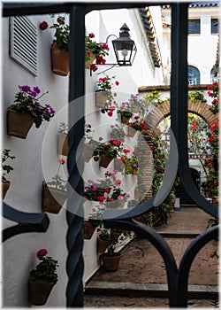 One of the flourish patios in Cordoba, Andalusia, Spain