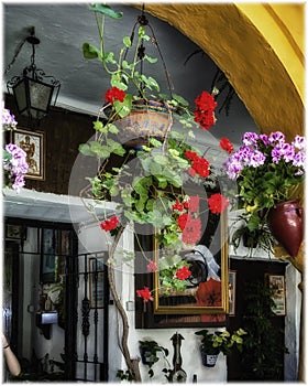 One of the flourish patios in Cordoba, Andalusia, Spain
