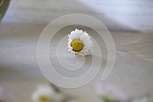 One flower of camomille photo