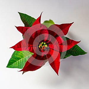 One flower Christmas star on a white background