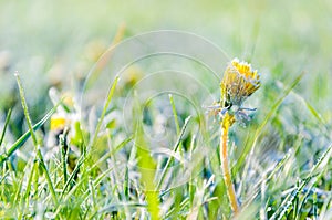 One Flower of a dandelion in the morning frost