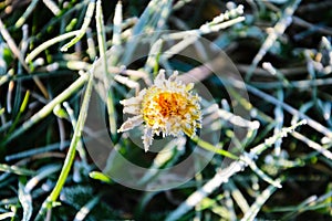 One Flower of a dandelion in the morning frost