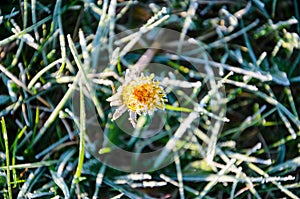 One Flower of a dandelion in the morning frost