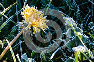 One Flower of a dandelion in the morning frost