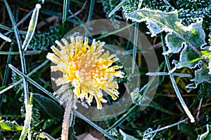 One Flower of a dandelion in the morning frost