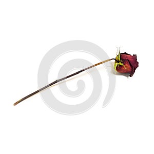 One flower dried dead flowers red rose. Wilted roses. Isolated o