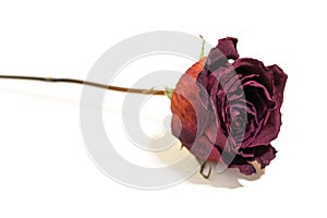 One flower dried dead flowers red rose. Wilted roses. Isolated o