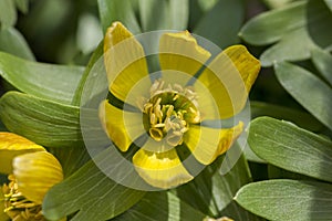 One flower Eranthis, common winter aconite in bloom, early spring bulbous flowers, macro detail view