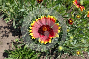 One flower of Gaillardia aristata