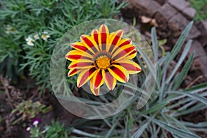 One flower of Gazania rigens Big Kiss Yellow Flame in October