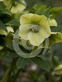 One flower of Helleborus orientalis or Lenten rose