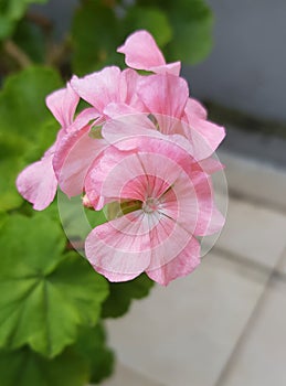 One Flower pink