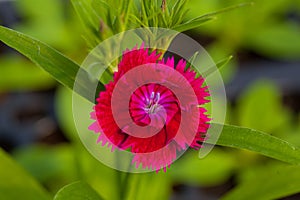 One flower red colour on green natural background.