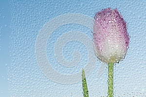 One flower tulip is located behind the glass on which many drops of water after the rain, the view through the drops