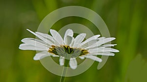 One flower of white chamomile on a green background, close -up