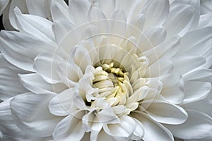 One flower of white chrysanthemum