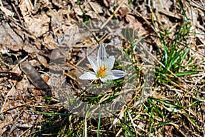 One flower of white crocus in the forest